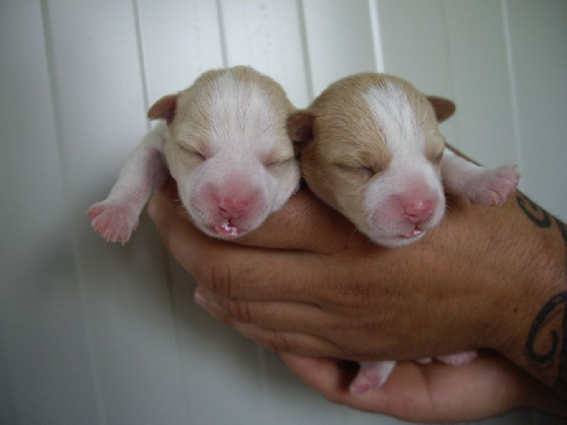 Publication : De La Colline D'Eole Auteur : la colline d'éole