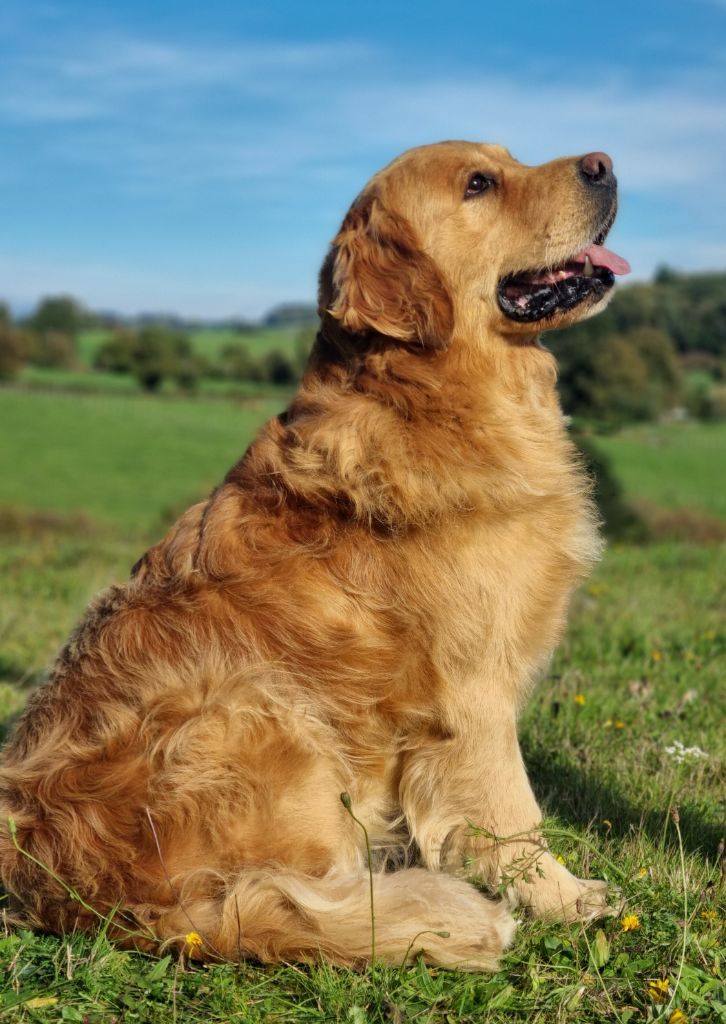 Sirius black de Hareswith