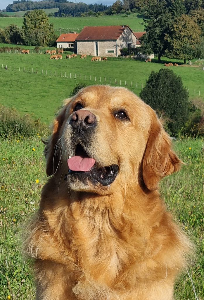 Sirius black de Hareswith