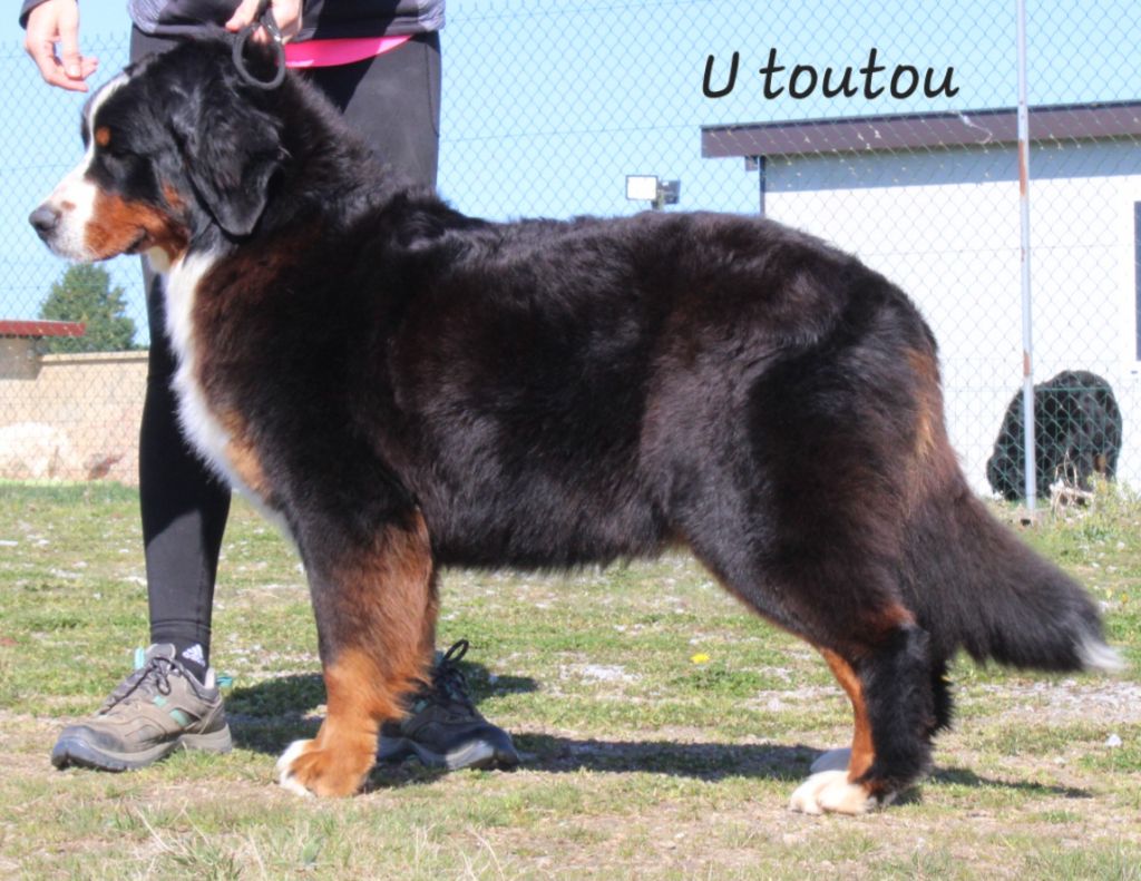 U toutou u to  De La Colline D'Eole