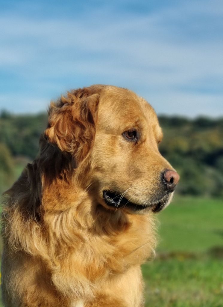 Sirius black de Hareswith