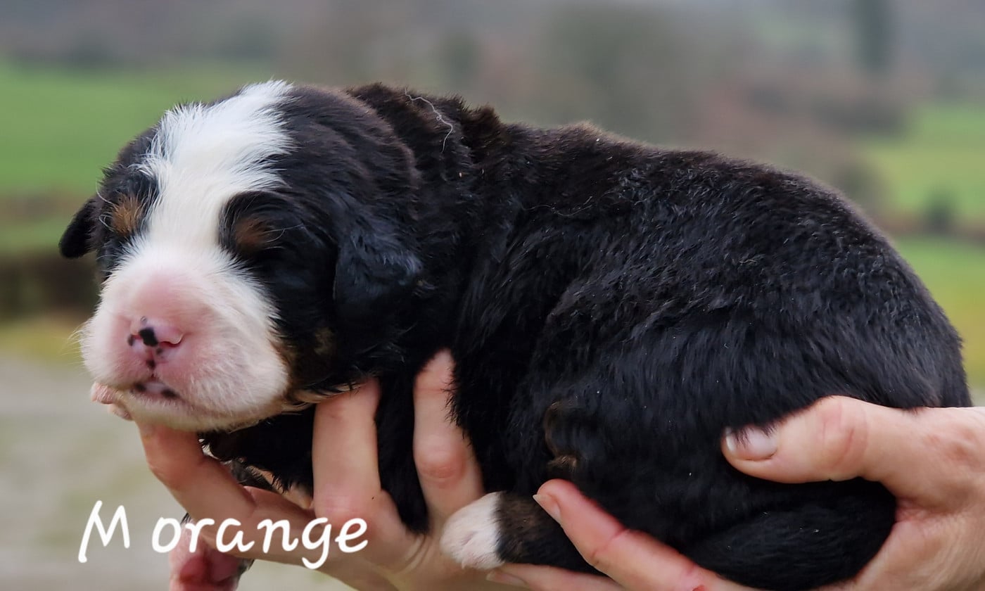 M orange - Bouvier Bernois