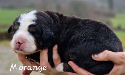 Les chiots de Bouvier Bernois