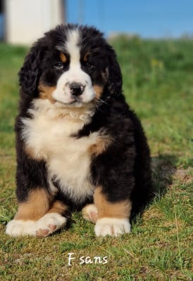 Les chiots de Bouvier Bernois