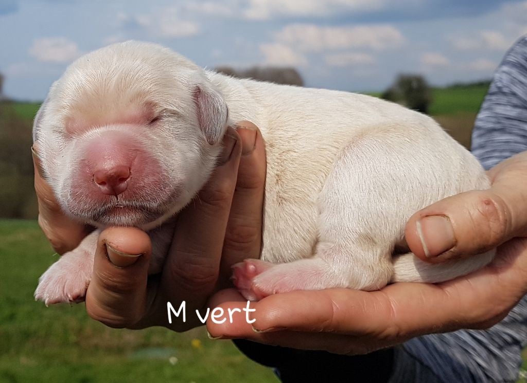 M vert - Golden Retriever