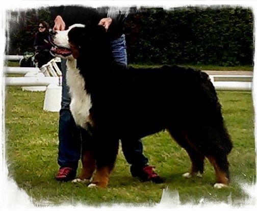 I love you De La Colline D'Eole - 1 Tres prometteur classe puppy