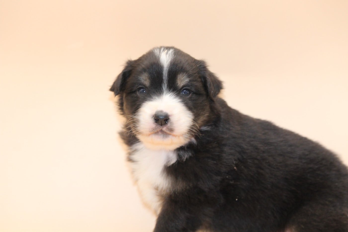 Chiot N°6 - Berger Australien