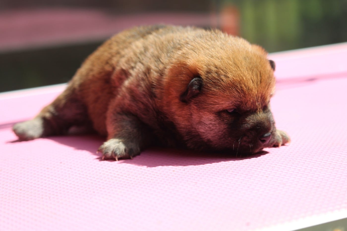 Chiot N°1 - Shiba