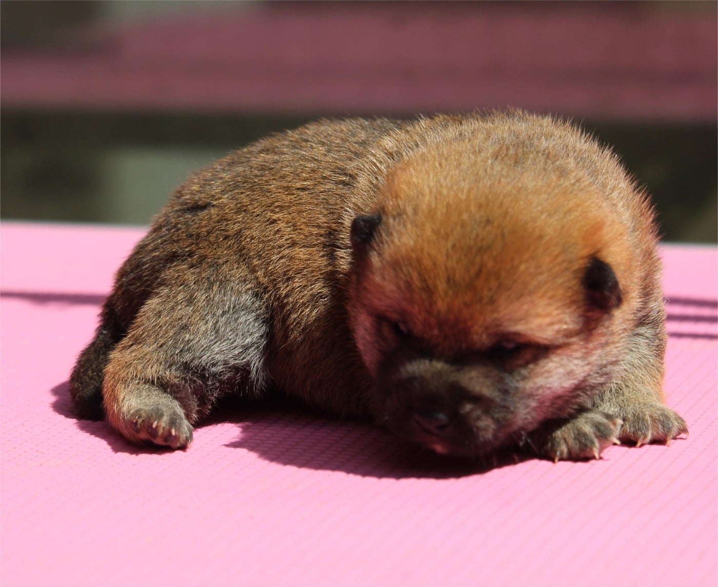 Chiot N°2 - Shiba