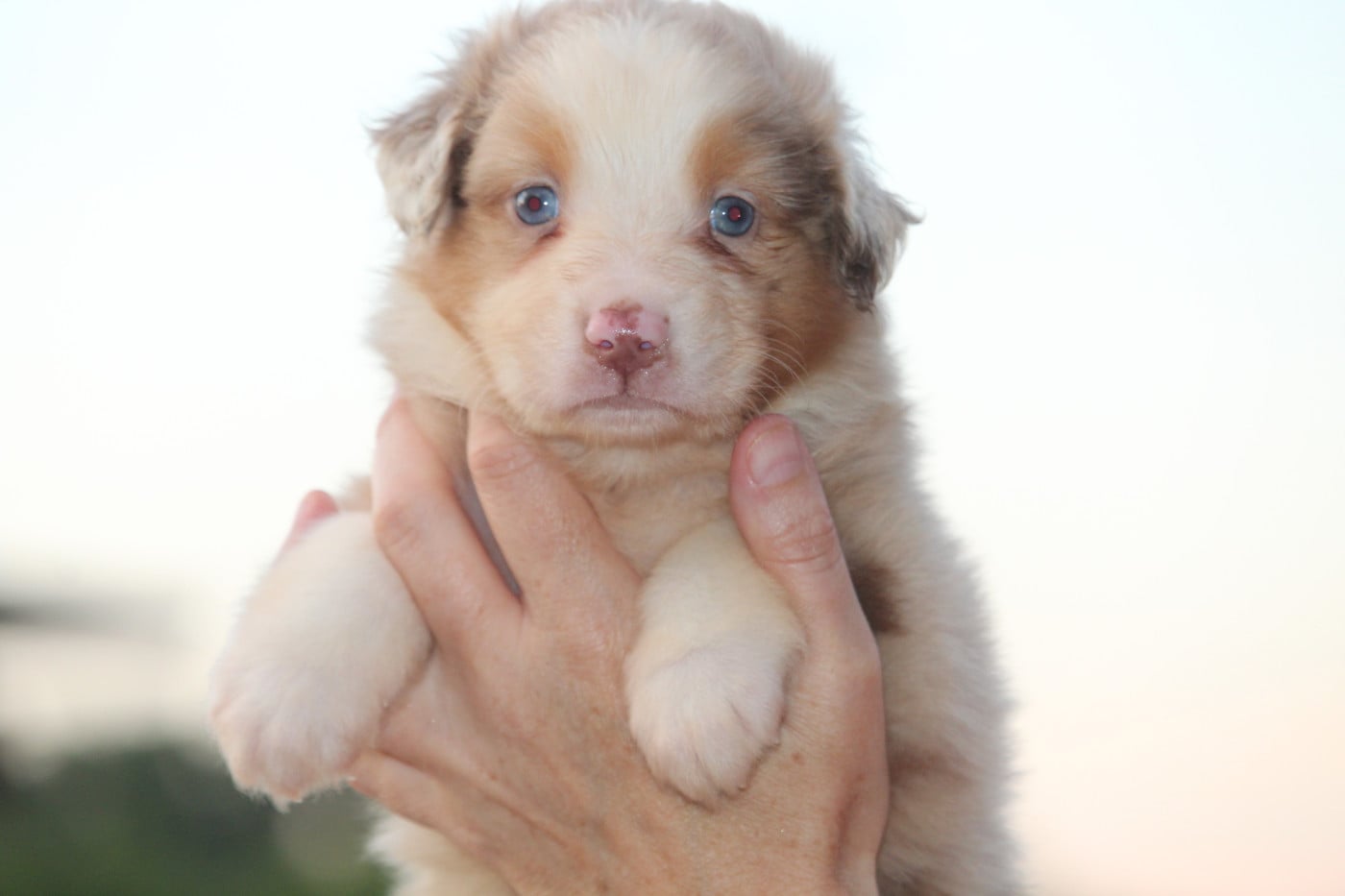 Femelle rouge merle - Berger Australien
