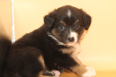 Les chiots de Berger Australien