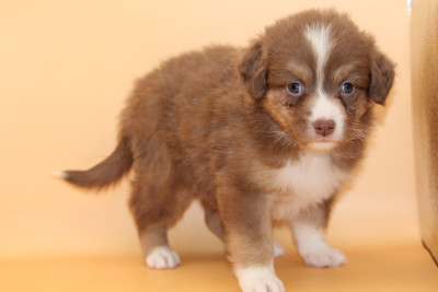 Les chiots de Berger Australien