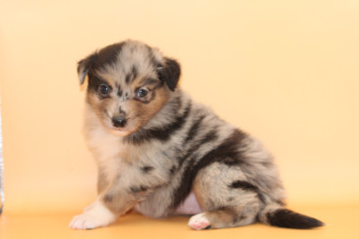 Les chiots de Berger Australien