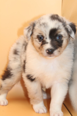 Les chiots de Berger Australien