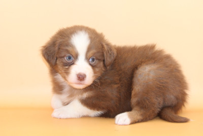 Les chiots de Berger Australien