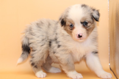 Les chiots de Berger Australien