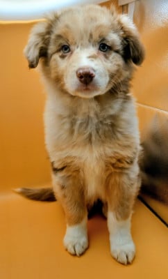 Les chiots de Berger Australien