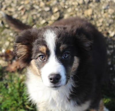 Les chiots de Berger Australien