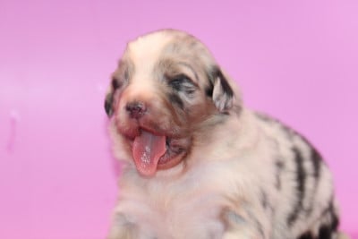 Les chiots de Berger Australien