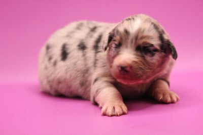 Les chiots de Berger Australien