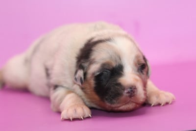 Les chiots de Berger Australien