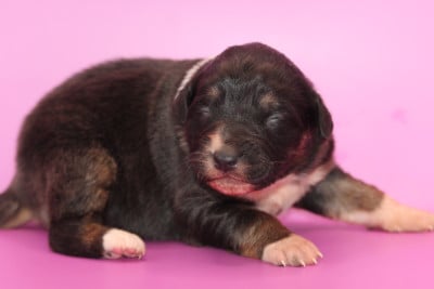 Les chiots de Berger Australien