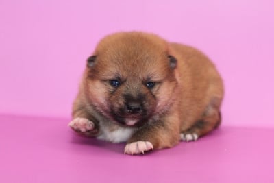 CHIOT 1 - Shiba