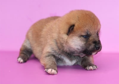 CHIOT 2 - Shiba