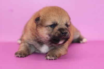 CHIOT 3 - Shiba