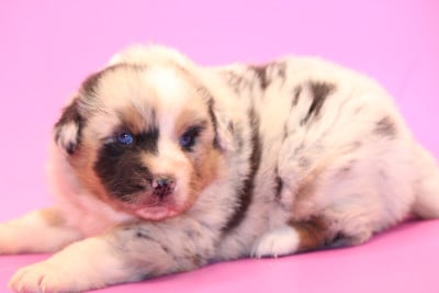 Les chiots de Berger Australien