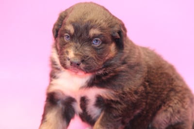 Les chiots de Berger Australien