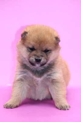 Les chiots de Shiba