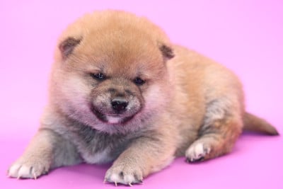 Les chiots de Shiba