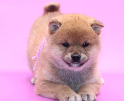 Les chiots de Shiba