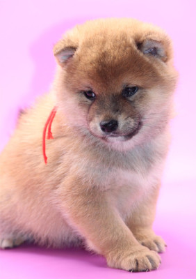 Les chiots de Shiba
