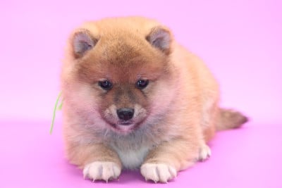 Les chiots de Shiba