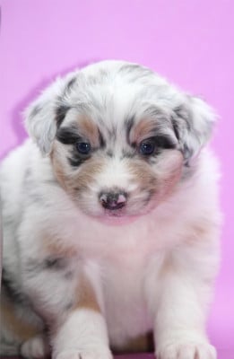 Les chiots de Berger Australien