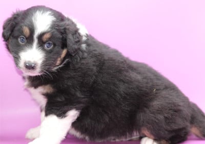 Les chiots de Berger Australien