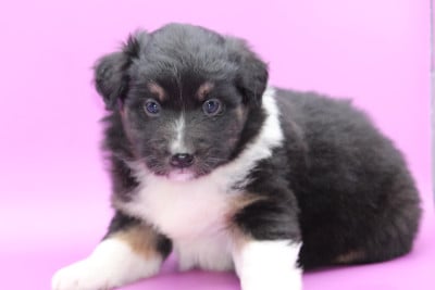 Les chiots de Berger Australien