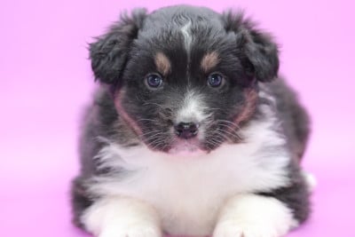 Les chiots de Berger Australien