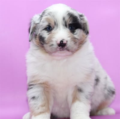 Les chiots de Berger Australien