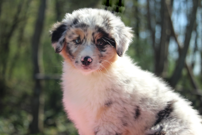 Les chiots de Berger Australien