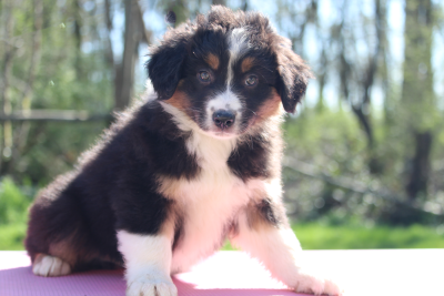 Les chiots de Berger Australien
