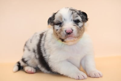 Chiot N°1 - Berger Australien