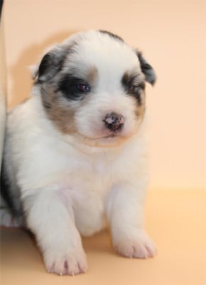 Chiot N°2 - Berger Australien