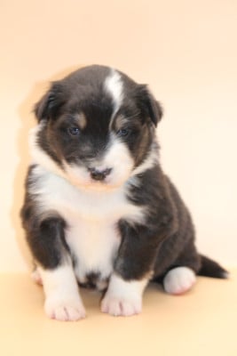 Chiot N°4 - Berger Australien