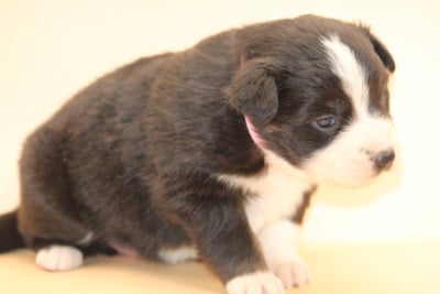 Chiot N°7 - Berger Australien