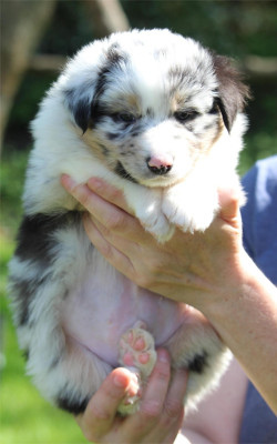 Les chiots de Berger Australien