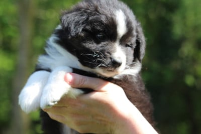 Les chiots de Berger Australien