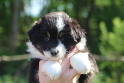 Les chiots de Berger Australien